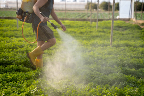 Best Ant Control Services  in Plattsburg, MO