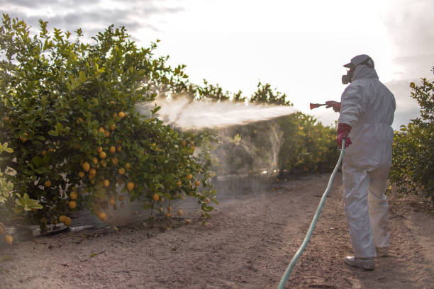 Best Insect Control  in Plattsburg, MO