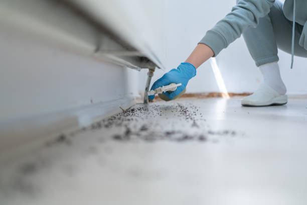 Best Flea Control Services  in Plattsburg, MO